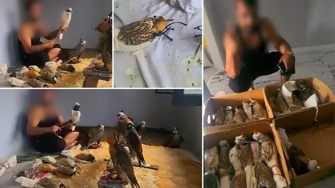 'Kuş çetesi'ne baskın: Yurt dışına kaçıracaklardı 1 ‘Kuş çetesi’ne baskın: Yurt dışına kaçıracaklardı