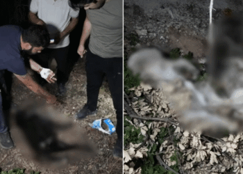 Ormanlık alanda 1’i hamile 4 köpek ölü halde bulundu