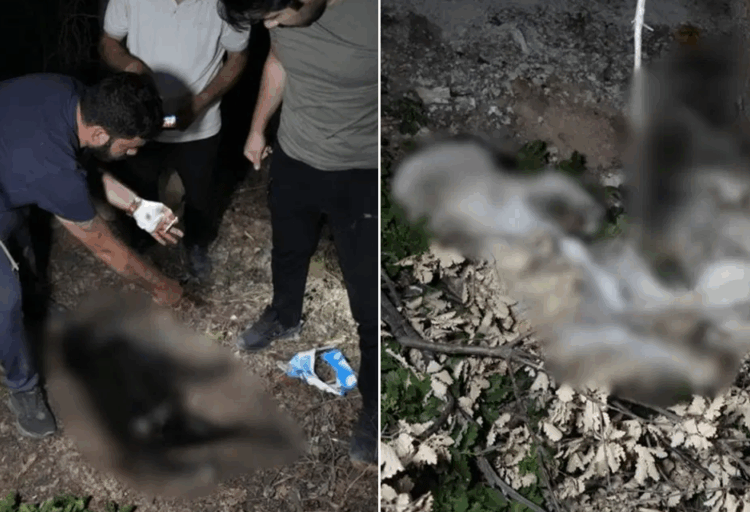 Ormanlık alanda 1’i hamile 4 köpek ölü halde bulundu