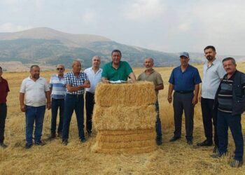Son 2 yılda buğday ve arpadaki kayıp yüzde 47