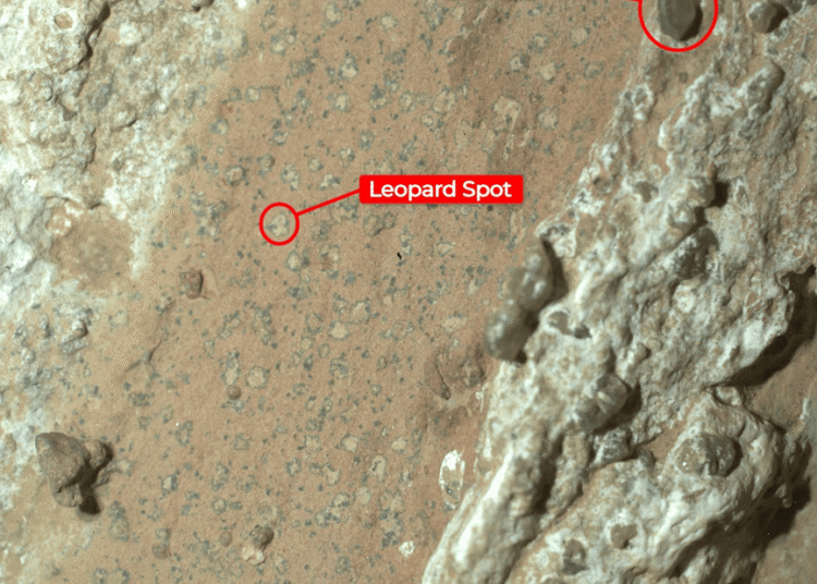 NASA açıkladı: Mars’ta bulunan leopar benekli kaya, en net yaşam belirtisi olabilir