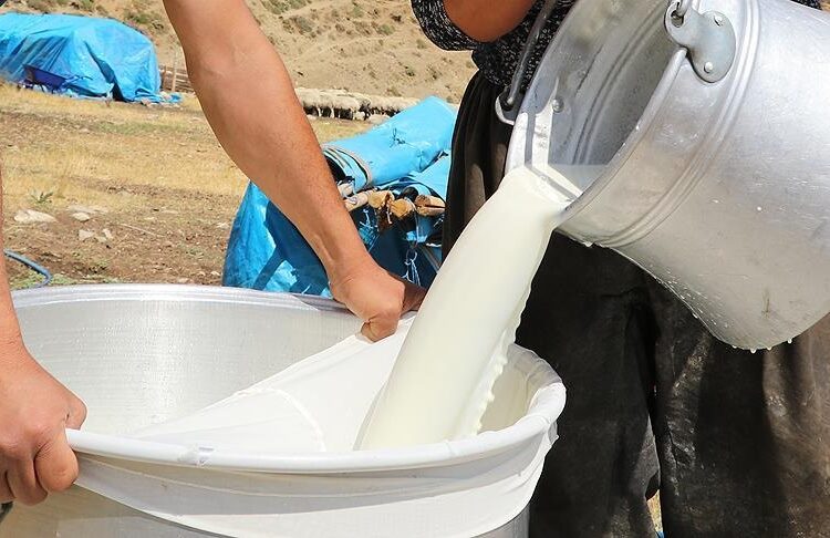 Çiğ sütün litre fiyatı 22,22 liraya çıkarıldı 1 “Süt karşılığı yem” uygulayan 39 firma hakkında soruşturma