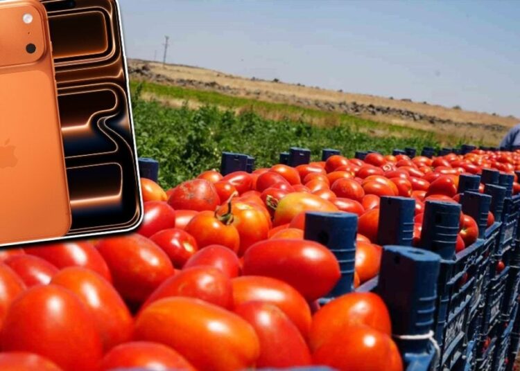Çiftçiler 20 ton domates satıp bir iPhone 17 alabilecek 1 Çiftçiler 20 ton domates satıp bir iPhone 17 alabilecek