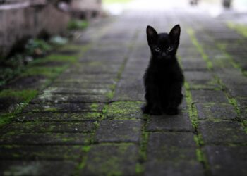 İspanya’da ekim ayı boyunca kara kedi sahiplendirmek yasaklandı