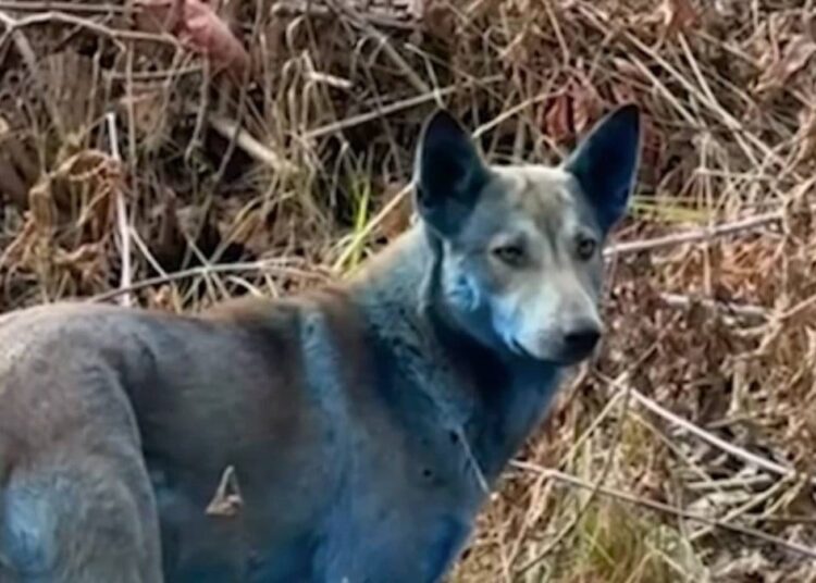 Çernobil’de sokak köpeklerinin tüyleri maviye döndü