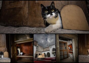 Restore edilen Topkapı Sarayı’nın kedi kapısı yeni müdavimlerine hizmet vermeye başladı