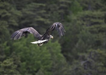 73 bin yaban hayvanı tedavi edilerek doğaya salındı