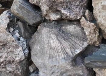 Bingöl’de 50 milyon yıllık deniz canlısı fosilleri bulundu