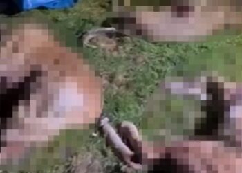 Korkunç katliam: Çok sayıda köpeği kurşuna dizdiler