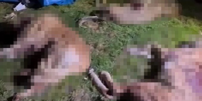 Korkunç katliam: Çok sayıda köpeği kurşuna dizdiler 1 Korkunç katliam: Çok sayıda köpeği kurşuna dizdiler