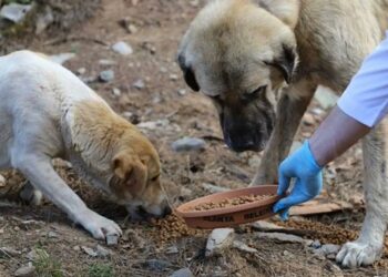 İstanbul’da da sokak köpeklerini beslemek yasaklandı