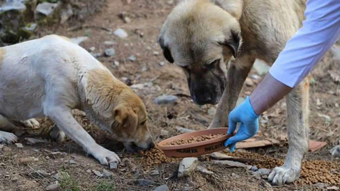 İstanbul'da da sokak köpeklerini beslemek yasaklandı 1 İstanbul’da da sokak köpeklerini beslemek yasaklandı