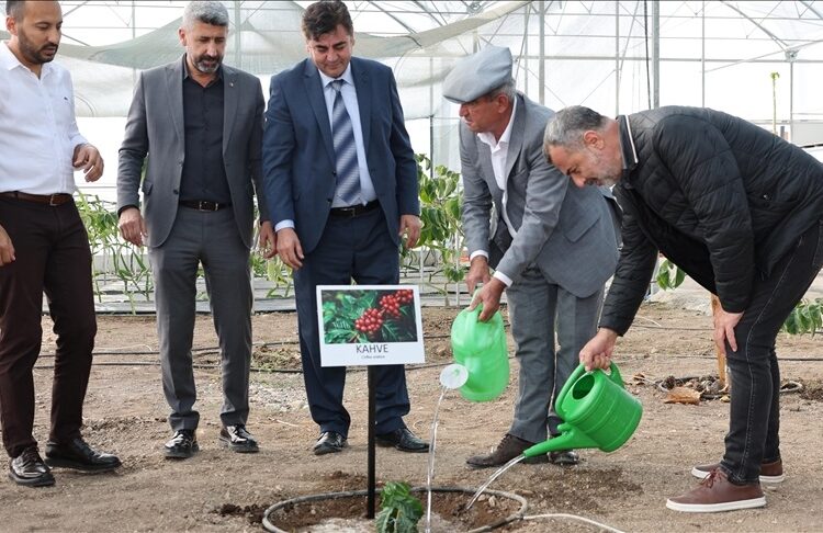 Yüzde 100 Türk kahvesi için ilk adım atıldı: Kumluca'ya kahve fidanı dikildi 1 Yüzde 100 Türk kahvesi için ilk adım atıldı: Kumluca’ya kahve fidanı dikildi