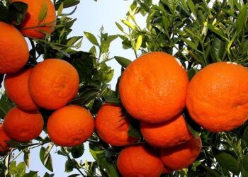 Mandalinanın kilosu dalında 1 liraya düştü, üretici şokta