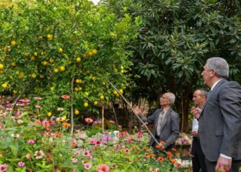 Diyarbakır’da deneme amaçlı dikilen narenciyeler meyve verdi, sırada muz var