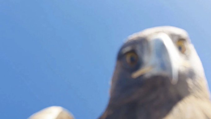 Dronu havada kapan kartal, götürüp dağın tepesine bıraktı 1 Dronu havada kapan kartal, götürüp dağın tepesine bıraktı