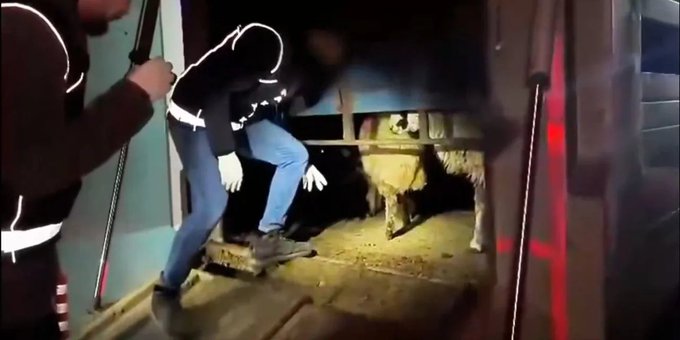 Dikiş izlerini gören şok oldu: Canlı koyunları kesip içlerine uyuşturucu koymuşlar 1 Dikiş izlerini gören şok oldu: Canlı koyunları kesip içlerine uyuşturucu koymuşlar