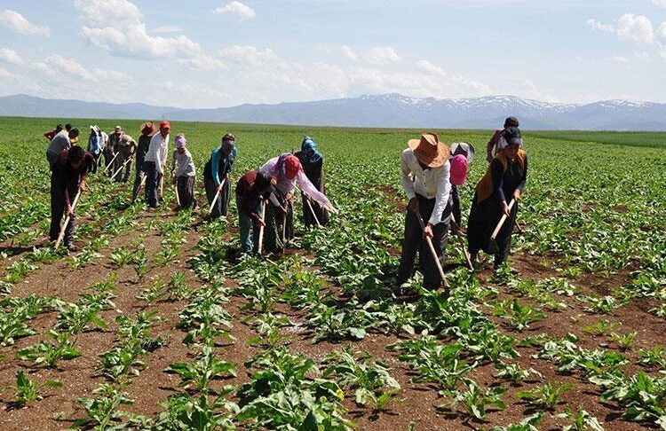 265 mühendis, mevsimlik işçi olmak için başvurdu