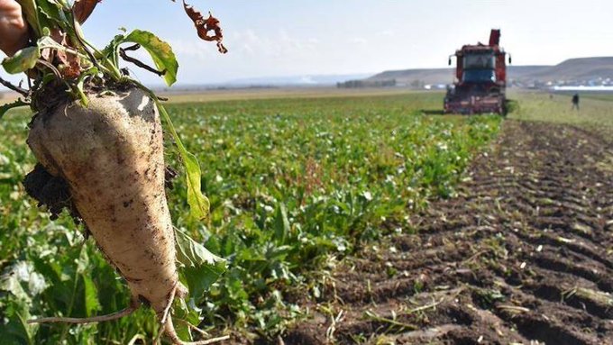 Şeker Fabrikaları’ndan bir yılda rekor zarar 1 Şeker Fabrikaları’ndan bir yılda rekor zarar