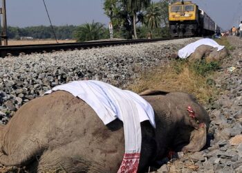 Hindistan'da tren kazası: Raylardan kaçamayan 7 fil hayatını kaybetti 9 Hindistan’da tren kazası: Raylardan kaçamayan 7 fil hayatını kaybetti