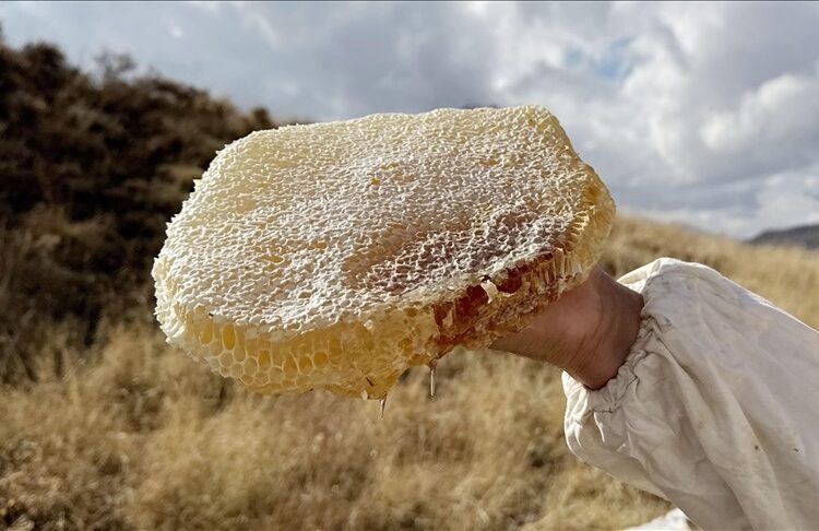 Dünyanın en pahalı balı Ilgaz'da satıldı 1 Dünyanın en pahalı balı Ilgaz’da satıldı