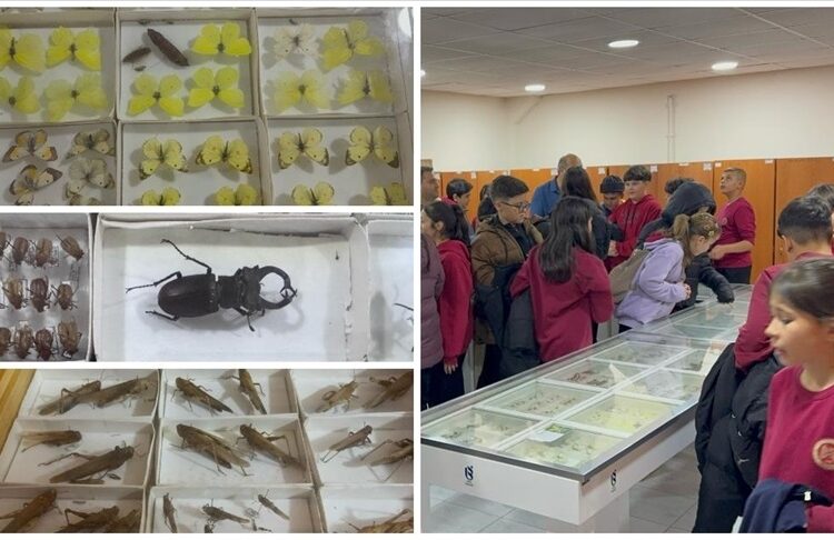 Böcek Müzesi öğrencilerden büyük ilgi görüyor 1 Böcek Müzesi öğrencilerden büyük ilgi görüyor
