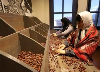 Fındık müzesi 14 bin 550 ziyaretçiyi ağırladı