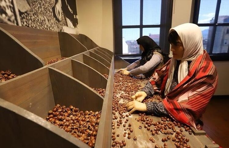 Fındık müzesi 14 bin 550 ziyaretçiyi ağırladı