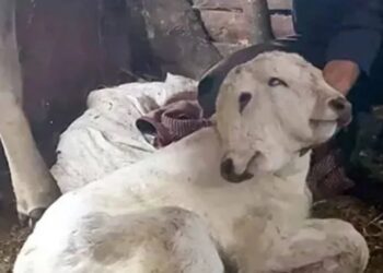 Erzurum’da çift başlı buzağı dünyaya geldi