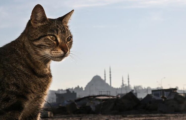 Bu etkinlikte İstanbul’un kedileri konuşuldu
