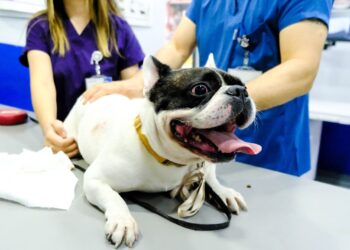 Köpeğine ilgisiz davranan veterineri tüketici hakem heyetine şikayet etti