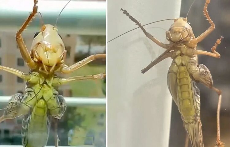 Çekirge istilası ilahi bir bela mı?
