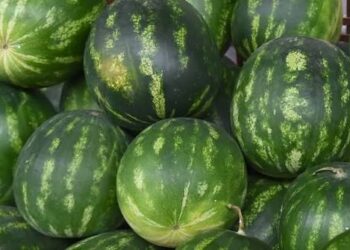 Tuna Cevher yazdı I Çürüyen karpuzlar, çürüyen güven