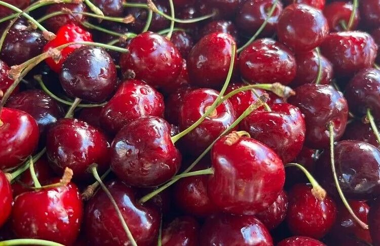 Türkiye’nin kiraz ve vişne ihracatı ilk yarıda 100 milyon doları aştı