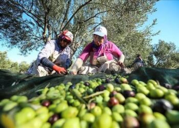Tuna Cevher yazdı I Rekor hasat neden üreticiyi sevindirmiyor?