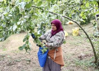 Tuna Cevher yazdı I Türkiye fındıkta verimlilik yarışını kaybediyor