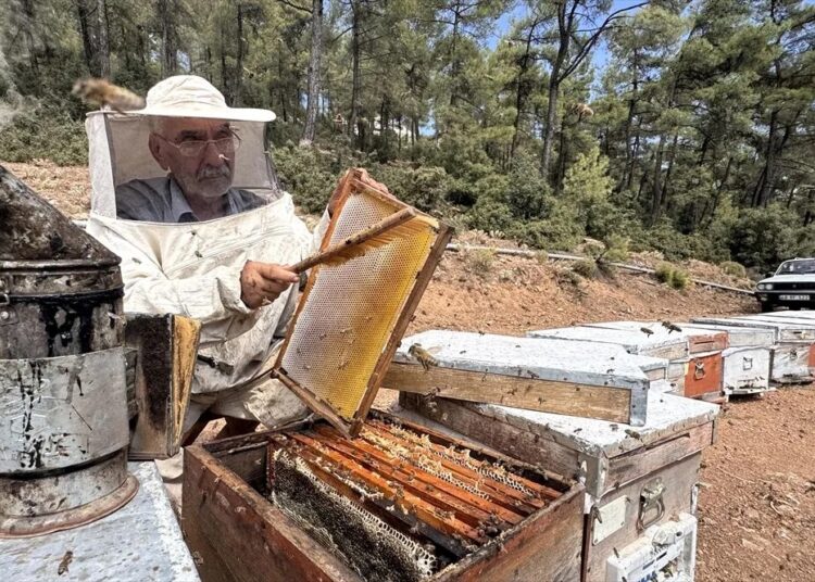Muğla'da arıcılar çam balı rekoltesinden memnun 1 Muğla’da arıcılar çam balı rekoltesinden memnun