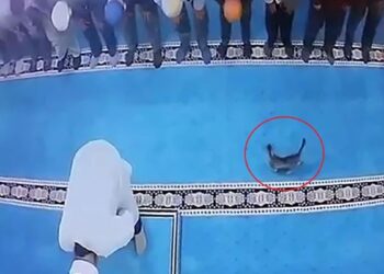 Camide kedi tekmeleyen kişi serbest bırakıldı