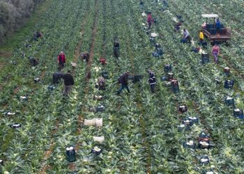 Tuna Cevher yazdı I Tarımda üretim rekoru çiftçinin derdine çare olmadı