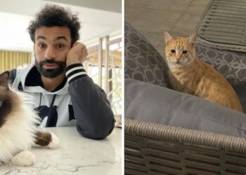 Sokak kedisi sahiplenen Salah yeni akım başlattı