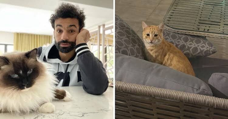 Sokak kedisi sahiplenen Salah yeni akım başlattı