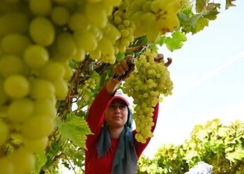 Tuna Cevher yazdı I Üzüm tarlada 10 liraya düştü, üretici emeğinin karşılığını arıyor